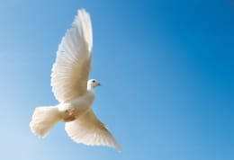 A symbol of peace