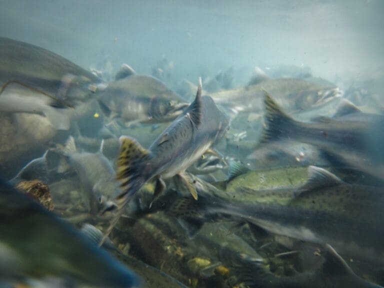 US Quietly Ratifies Fish Treaties
